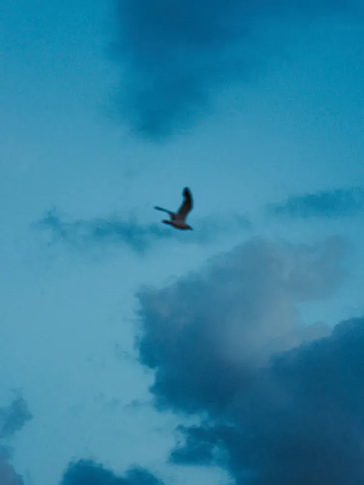 Mohamed Amin: free as a bird